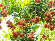 Xác định tác nhân gây bệnh giả phấn trắng trên cây chôm chôm Bến Tre